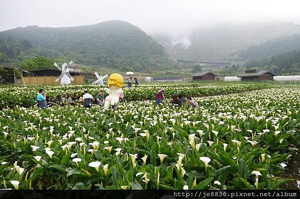 0327海芋季 (34).JPG