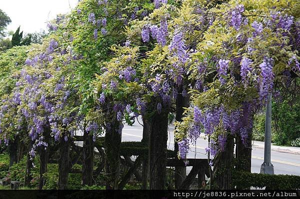 0327陽明山紫藤 (2).JPG