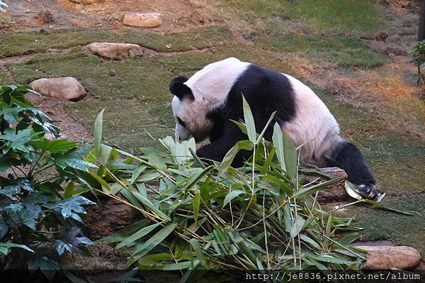 0123香港海洋公園 (121).JPG