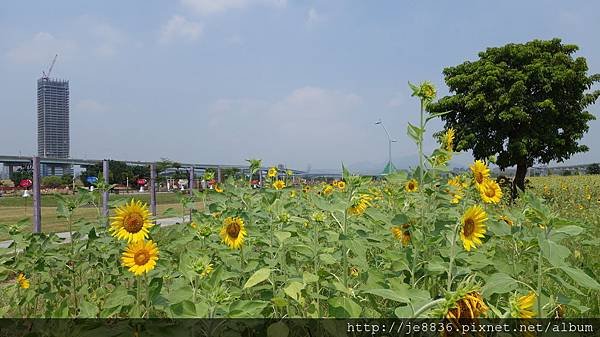 0903幸福水漾公園 013.JPG
