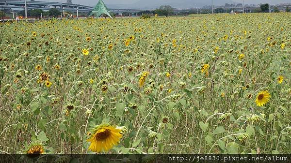 0903幸福水漾公園 016.JPG