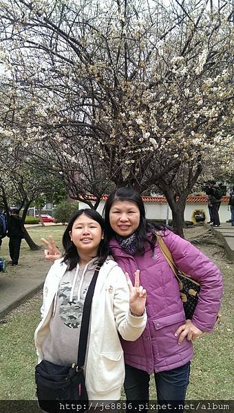 1117志成公園梅花 (30).jpg