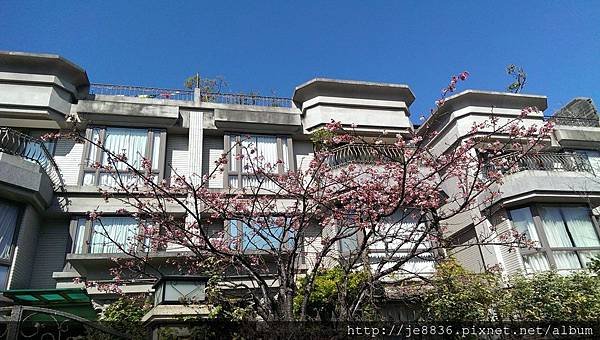 0124法國小鎮寒櫻 (1).jpg