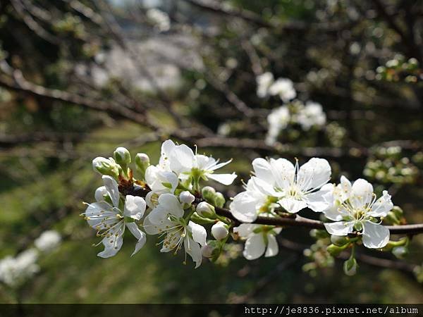 0124長庚養生村花海 032.JPG