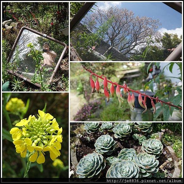 2015頂坪櫻田  (31).JPG