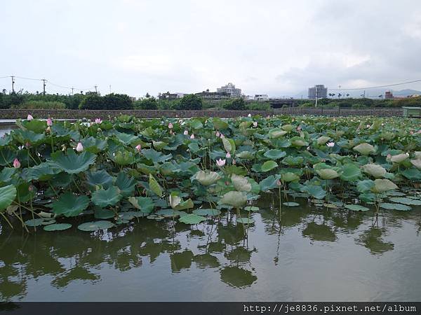 0704金山賞蓮 017.JPG