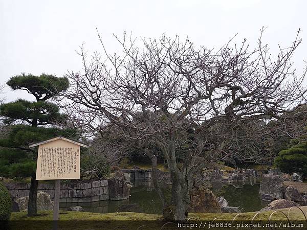 0123二條城 (22).JPG