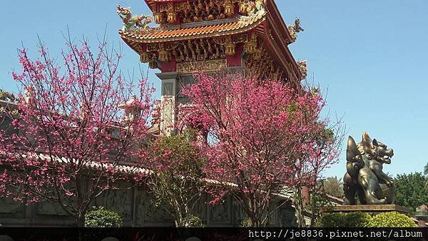 0302林口櫻花開19.jpg