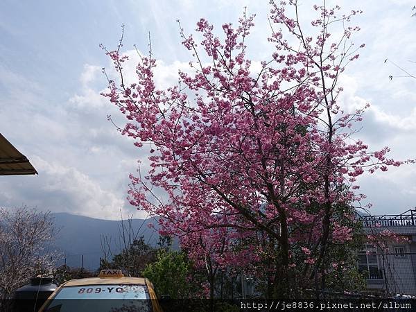 0307中巴陵櫻木花道 (12).JPG