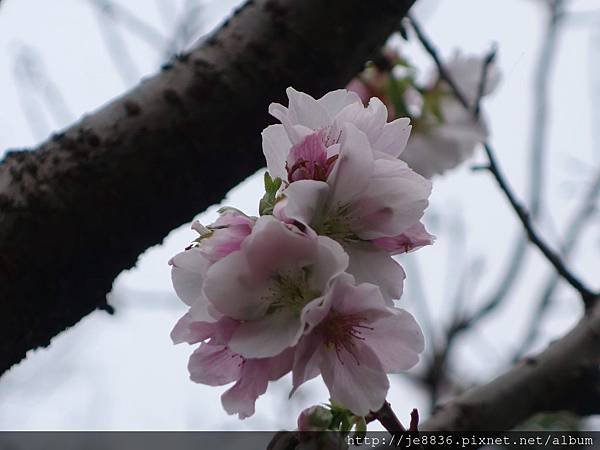 0307花開了農場 (5).JPG