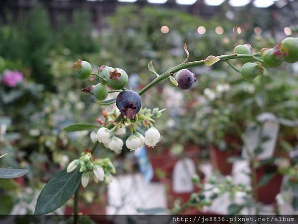 0307天御花園 (23).JPG