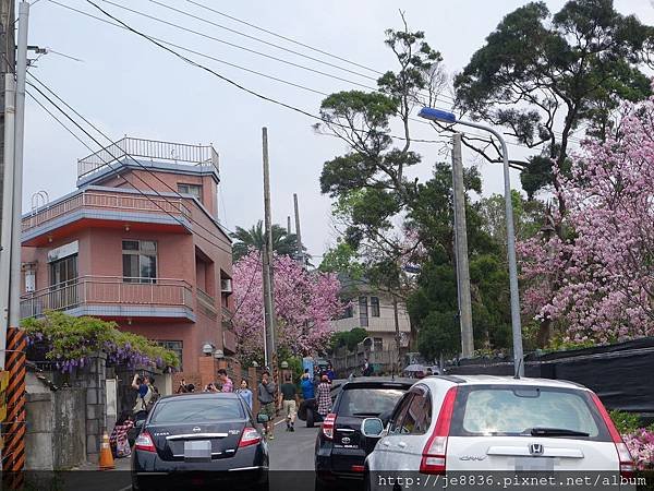 0408陽明山賞花一日遊 (103).JPG