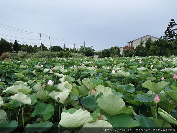 0612荷馨蓮園 (3).JPG