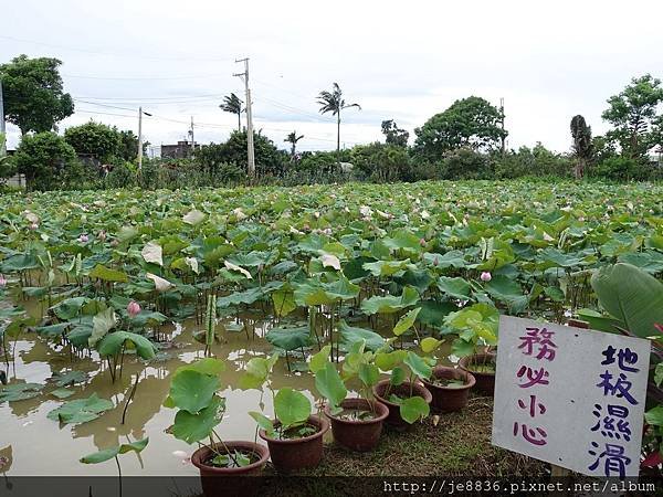 0612荷馨蓮園 (13).JPG