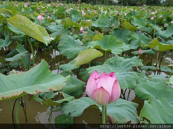 0612荷馨蓮園 (14).JPG