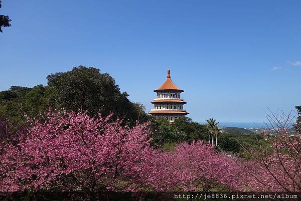 0215天元宮三色櫻 (8).JPG