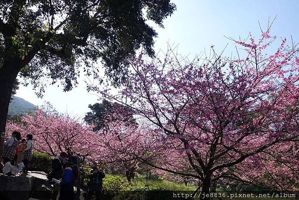 0215天元宮三色櫻 (3).JPG