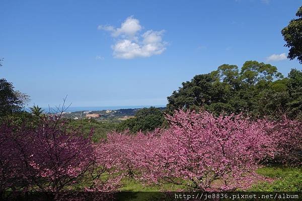 0215天元宮三色櫻 (12).JPG