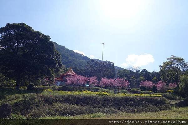 0215天元宮三色櫻 (13).JPG