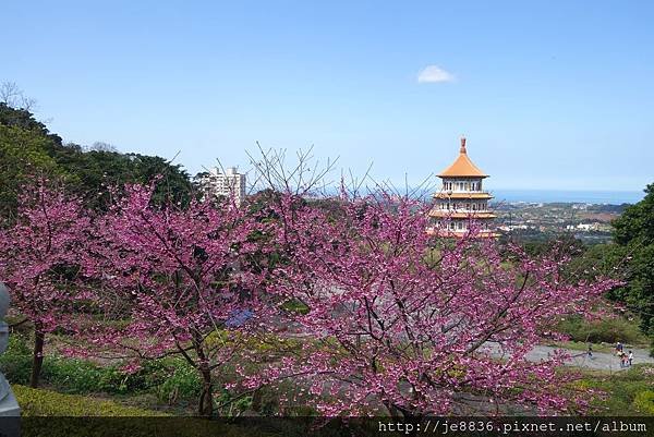 0215天元宮三色櫻 (24).JPG