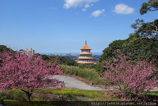 0215天元宮三色櫻 (28).JPG