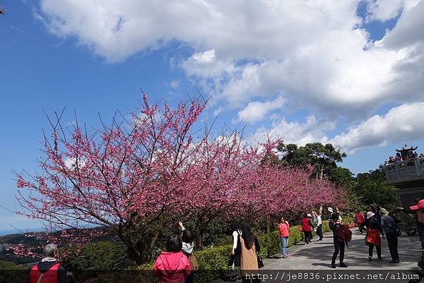 0215天元宮三色櫻 (32).JPG