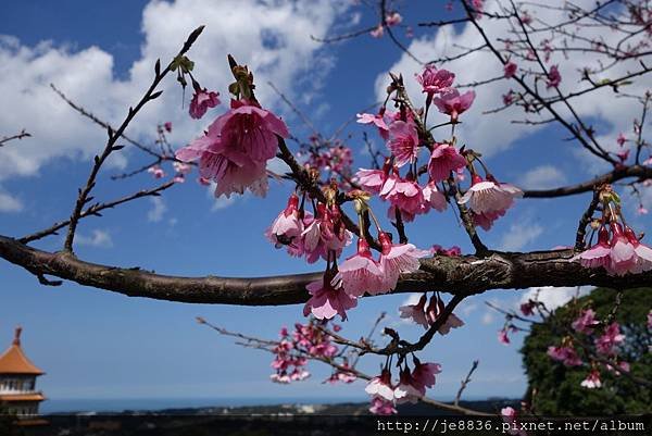 0215天元宮三色櫻 (35).JPG