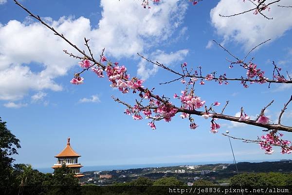 0215天元宮三色櫻 (34).JPG