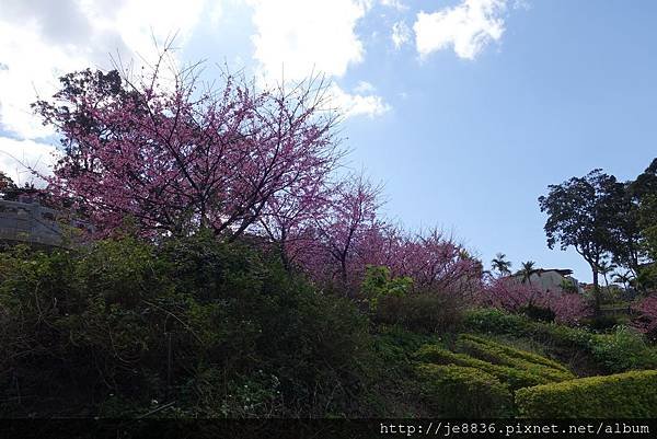 0215天元宮三色櫻 (38).JPG