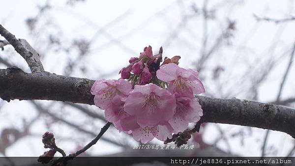 0306恩愛農場富士櫻 (23).JPG