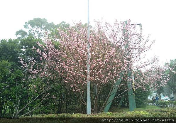 0318運動公園櫻花 (4).jpg