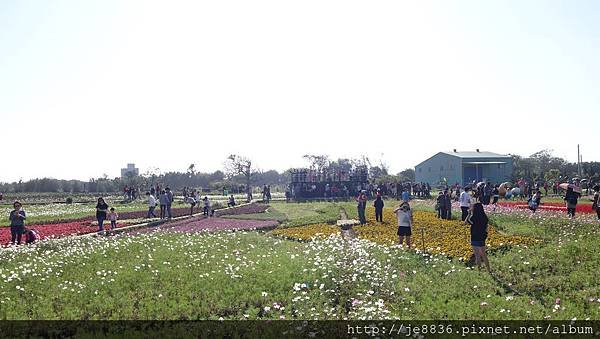 0403桃園彩色海芋節 (25).JPG
