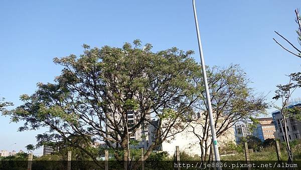 0403桃園彩色海芋節 (75).JPG