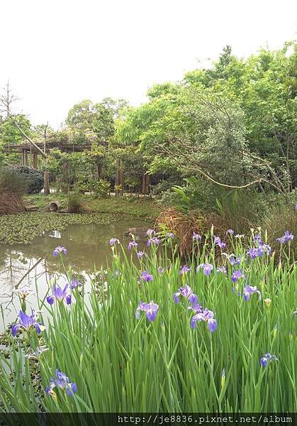 0414林口樂活公園 (11).jpg