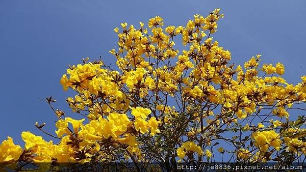 0327回鄉隨手拍 (10).JPG