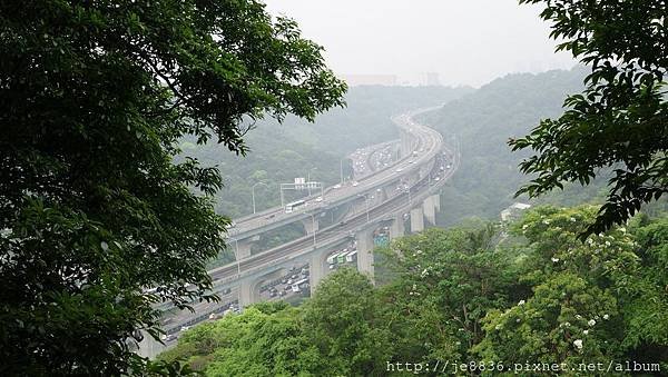 0504新林步道賞桐 (28).JPG