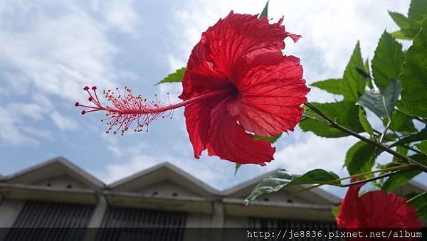 2017泰山黎明花園步道15.jpg