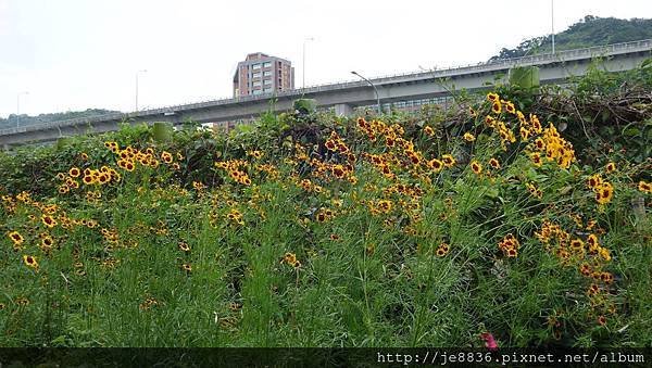 2017泰山黎明花園步道25.jpg