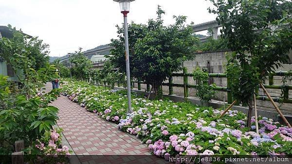 2017泰山黎明花園步道32.jpg