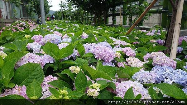 2017泰山黎明花園步道33.jpg