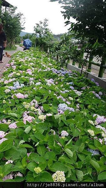 2017泰山黎明花園步道39.jpg