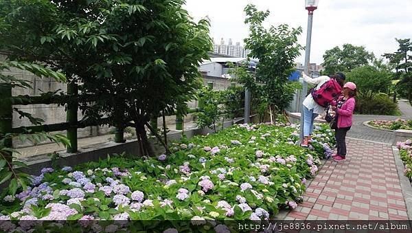 2017泰山黎明花園步道45.jpg