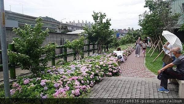 2017泰山黎明花園步道51.jpg