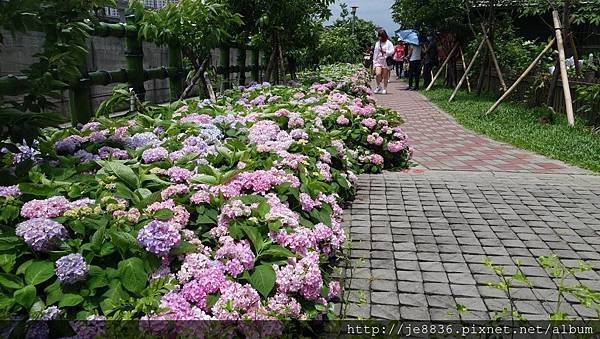 2017泰山黎明花園步道50.jpg