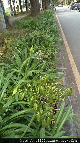 0601公園路愛情花8.jpg