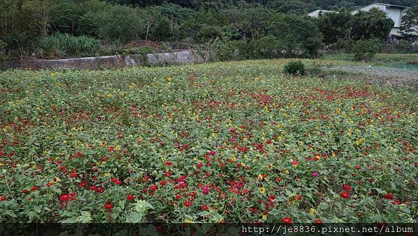 1102蘆竹花海節3.jpg