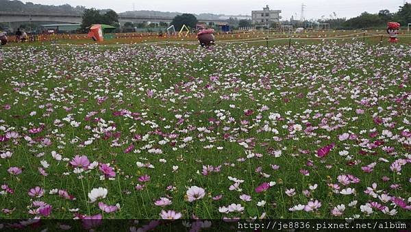 1102蘆竹花海節43.jpg