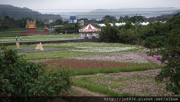 1102蘆竹花海節52.jpg