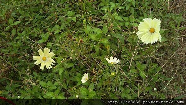 1102蘆竹花海節60.jpg