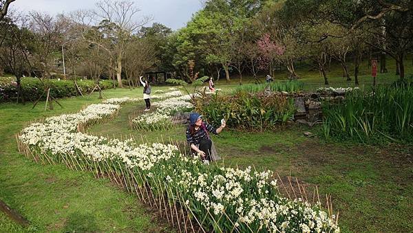 03020218陽明山花季7.jpg